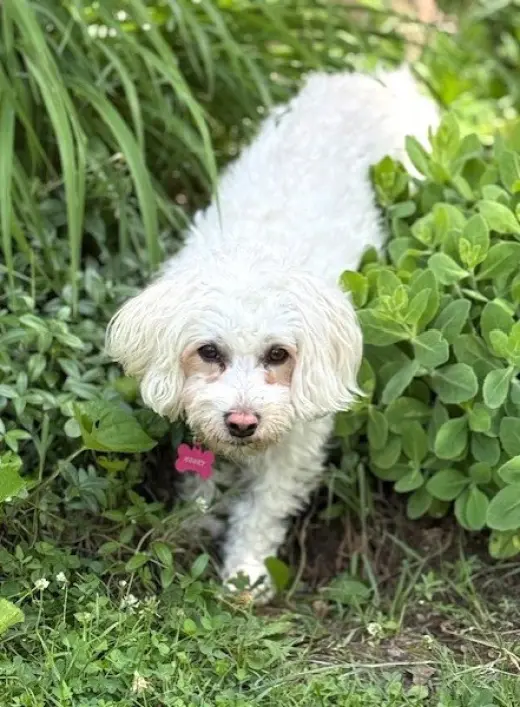 BONNIE