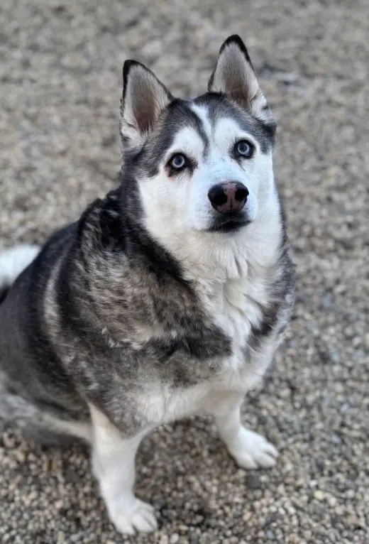 Nikko
