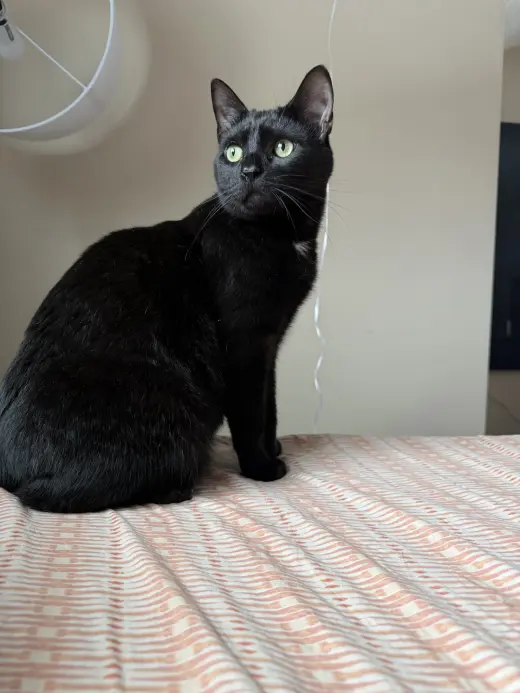 PeeWee