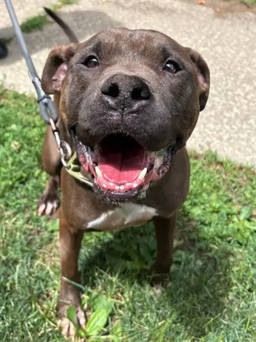 DUKE