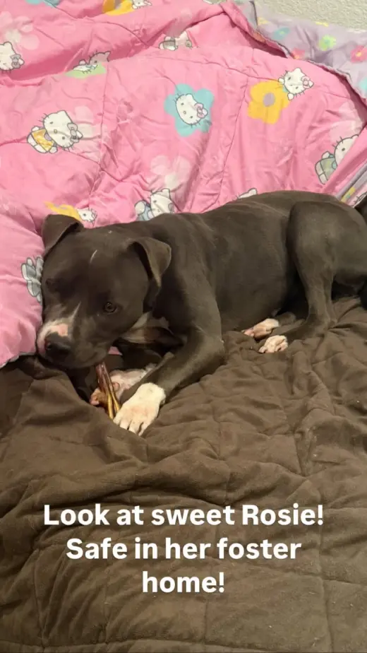 Rosie
