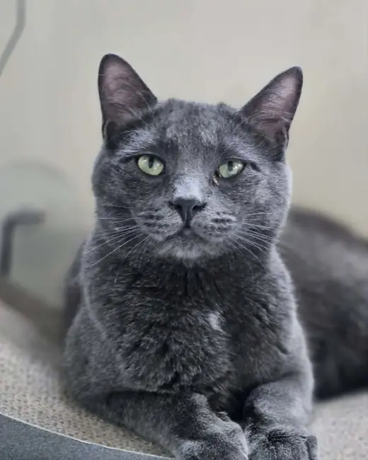 Little Gray AND Little Girl