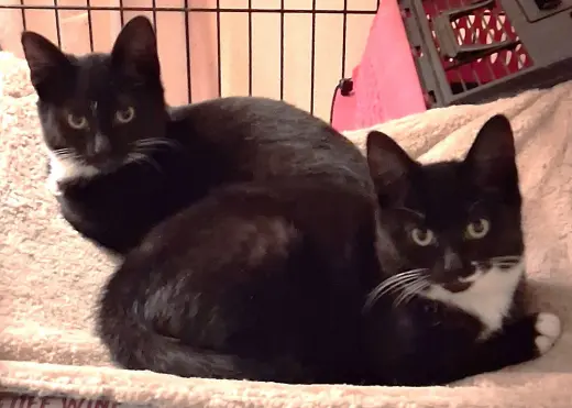 Celine & Dahlia