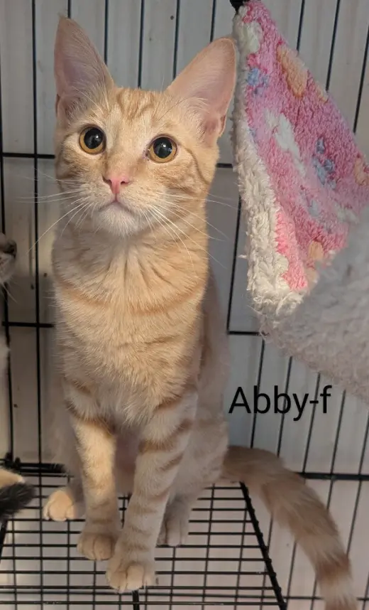 Abby