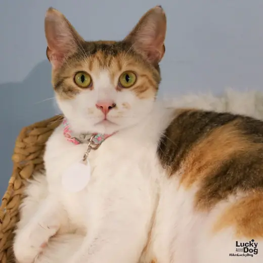 Luci
