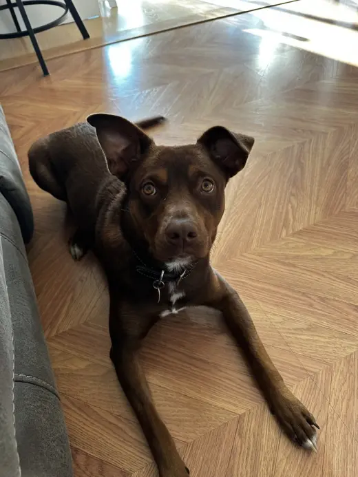 Lucy (Suzie's Litter)