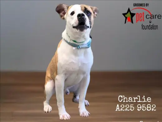 CHARLIE