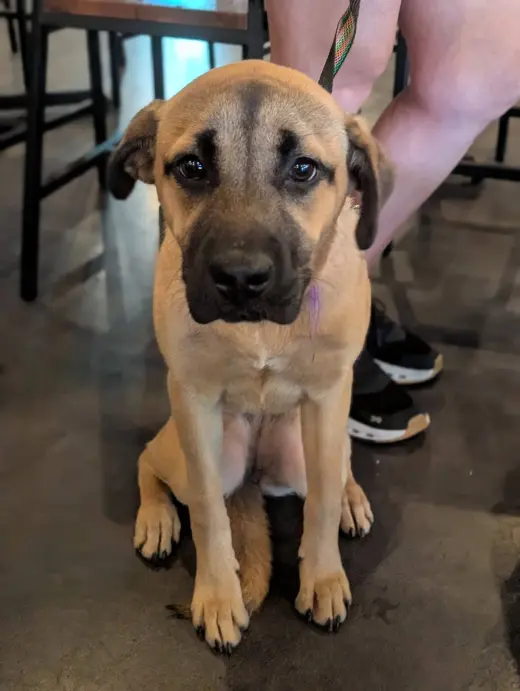 Hyacinth