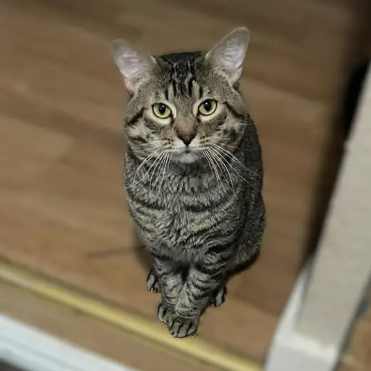 Tigger