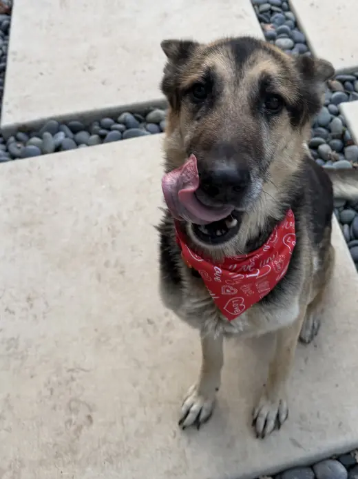 Sarge