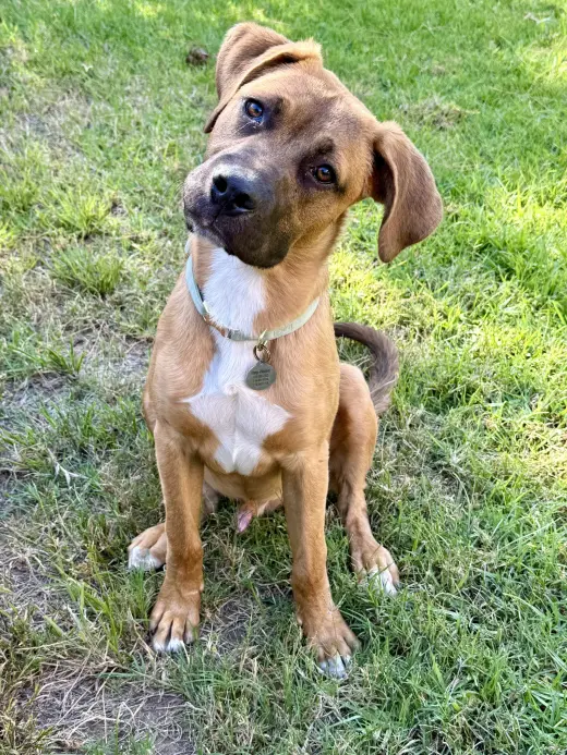 Brutus