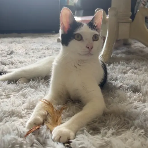 Cora