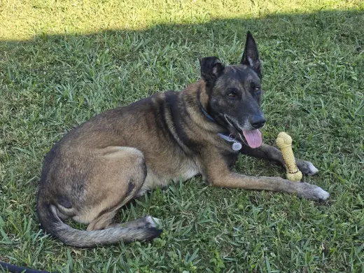 Max 3163
