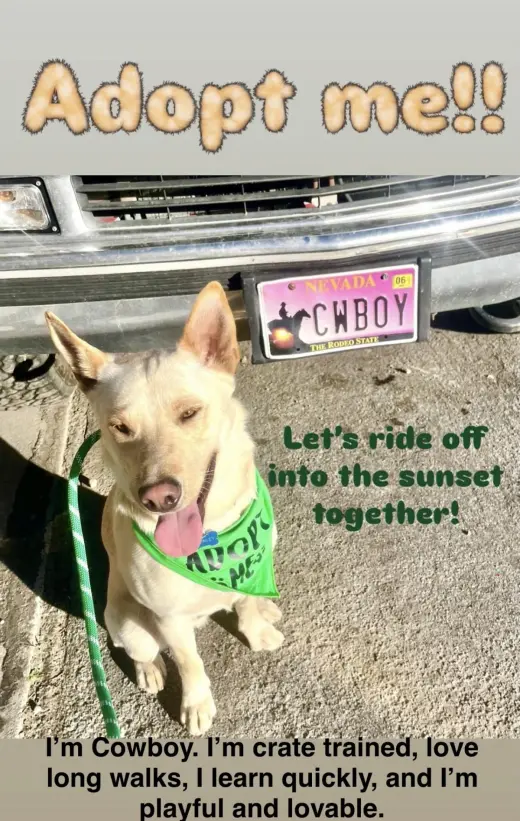 Cowboy