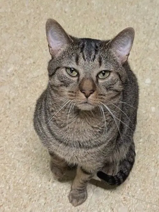 Ziggy