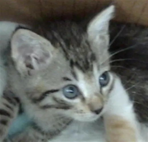 AANG