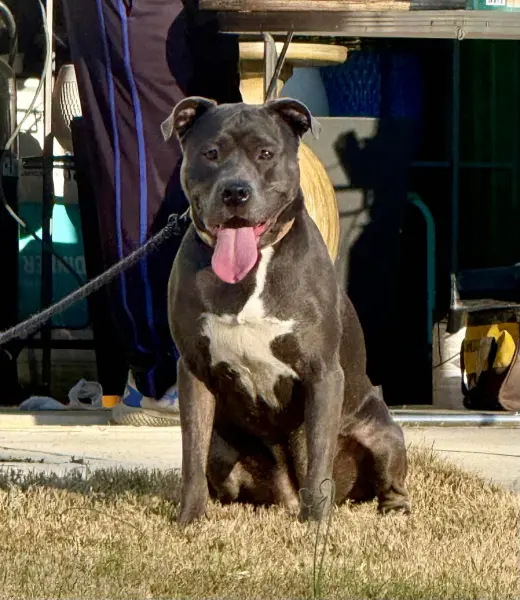 Dixie