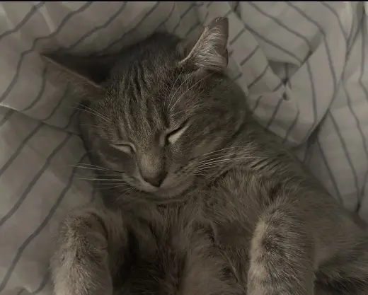 Sam
