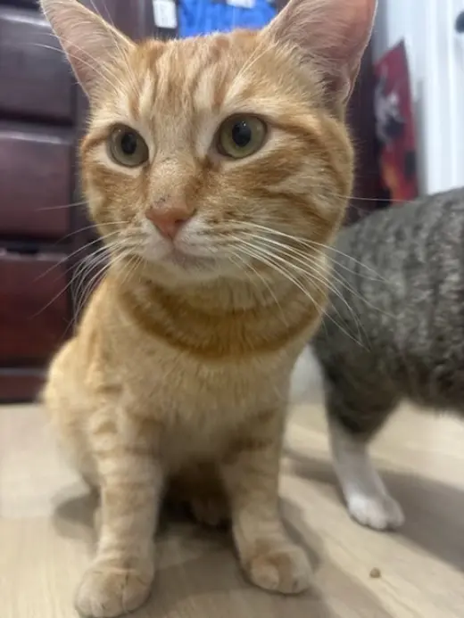 Cheetos