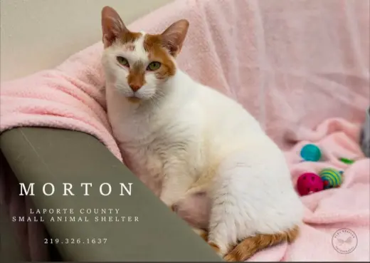 Morton