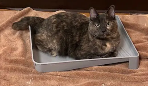 Olivia
