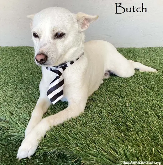 Butch