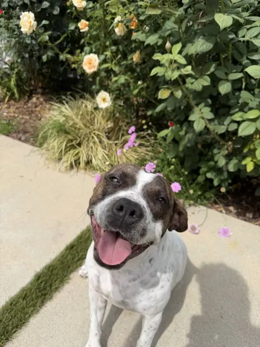 ROKI