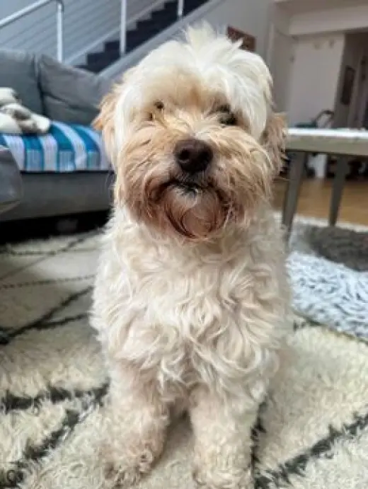Gigi