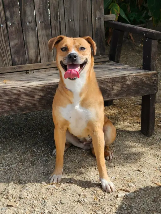 Mia (Courtesy Post) Foster or Adopt Me!