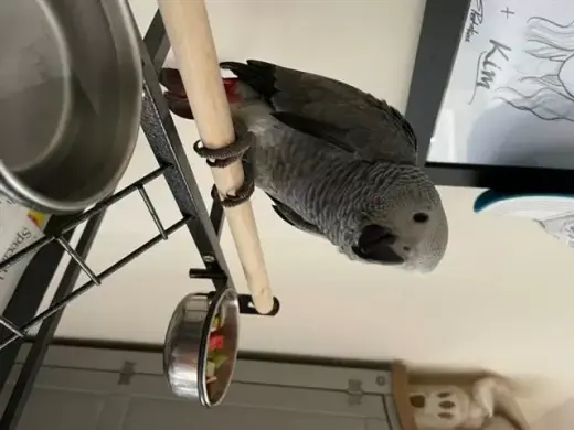 Loro gris africano