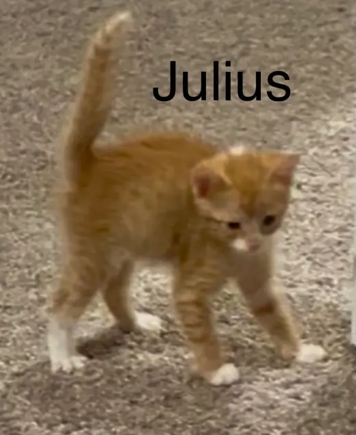 Julius