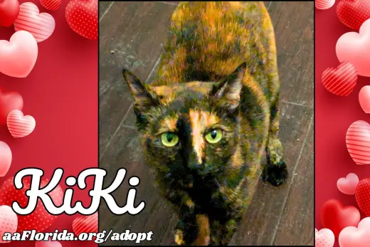 KiKi