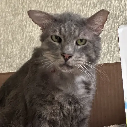 Benji