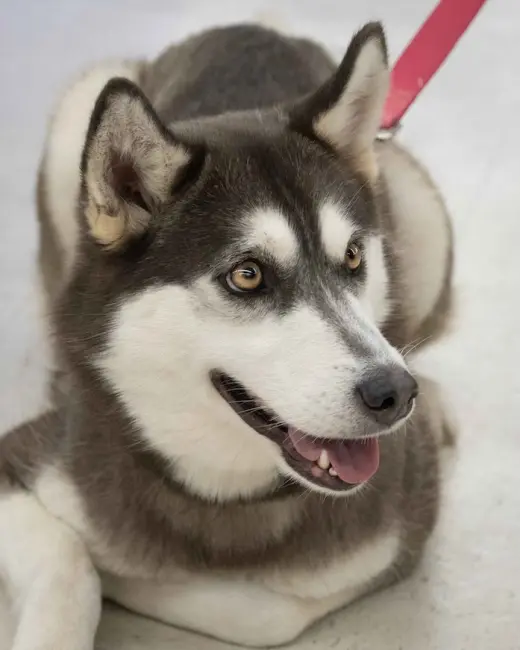 Krypto