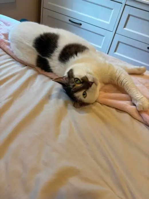 Princess