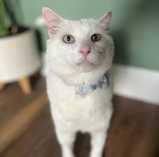 Theodore