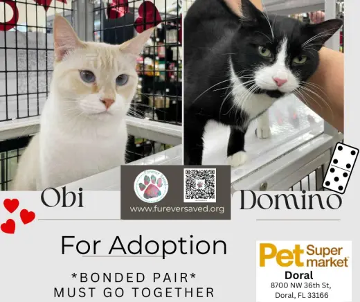 Obi and Domino - ^^Bonded Pair^^