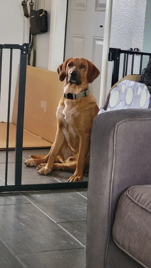 BODIE BOIGUE