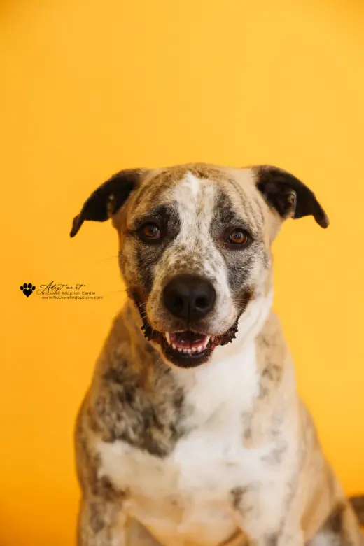Molly-Diamond Dog! $75 Adoption Fee!