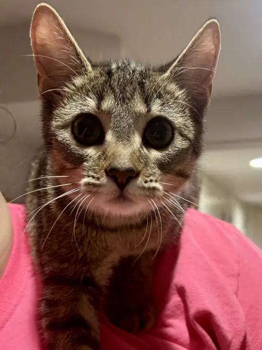 CAT - Fifi