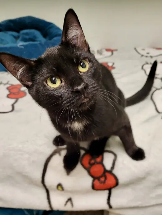 CAT - Eileen