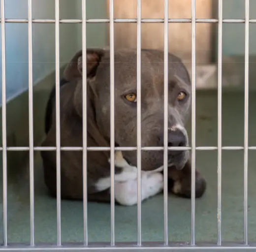 JUNO