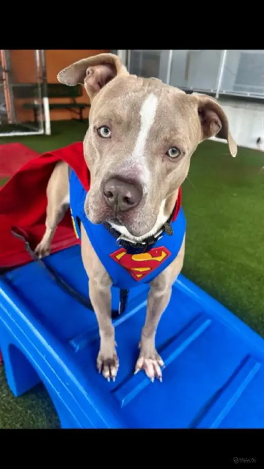 SUPERMAN