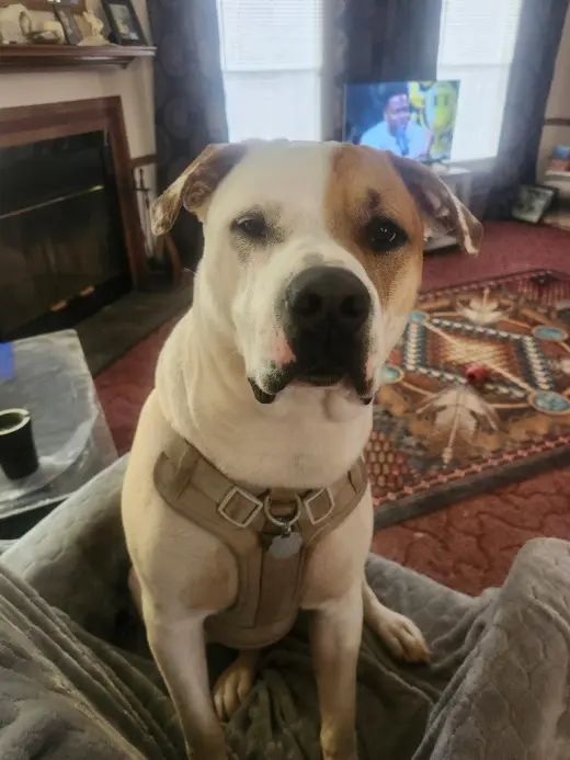 Rudy (Courtesy Post)