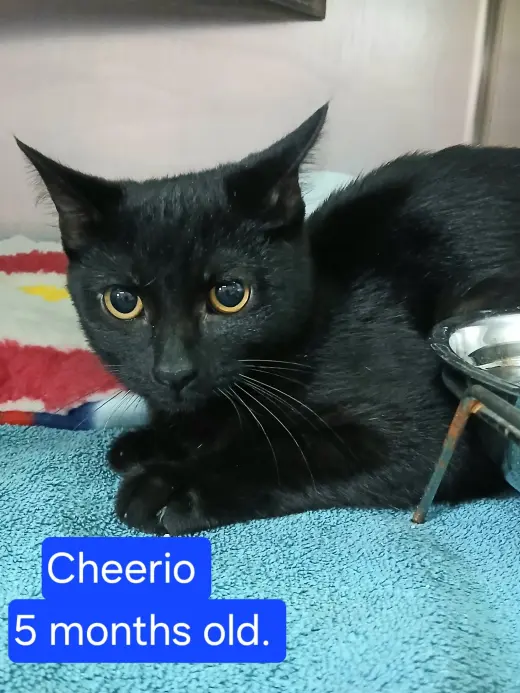 Cheerio
