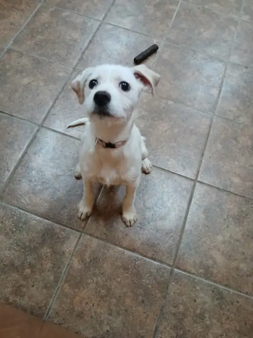 Dixie