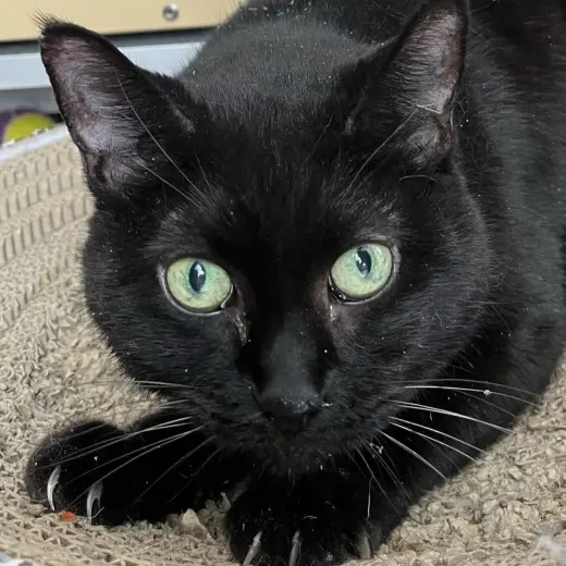 Princess - AC Kitty!