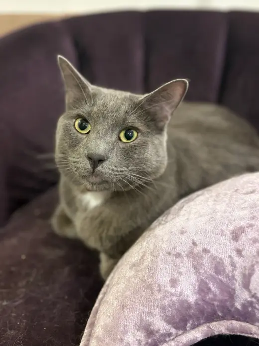 Christian Gray