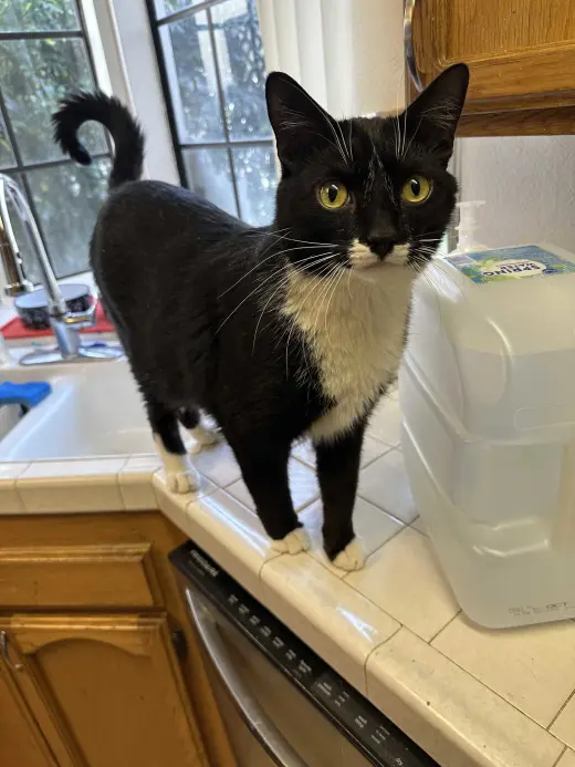 Atticus