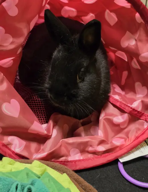 Pixel